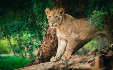 A majestic lioness stands alert on fallen branches in a lush green forest, captured in stunning 4K Ultra HD, creating a vibrant animal-themed PC desktop wallpaper.