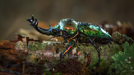 Macro close-up of a vibrant stag beetle on a branch, captured in 4K Ultra HD, showcasing intricate details and iridescent colors of this insect.