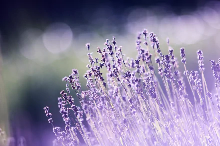 nature lavender HD Desktop Wallpaper | Background Image