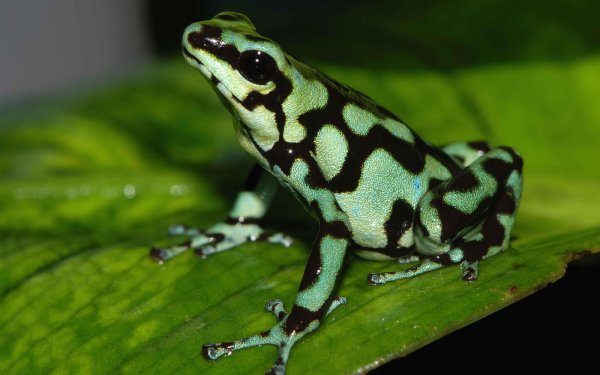 Animal Poison dart frog Frogs Frog Green HD Wallpaper | Background Image