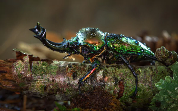 Macro close-up of a vibrant stag beetle on a branch, captured in 4K Ultra HD, showcasing intricate details and iridescent colors of this insect.
