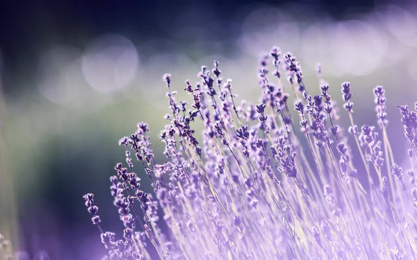 nature lavender HD Desktop Wallpaper | Background Image