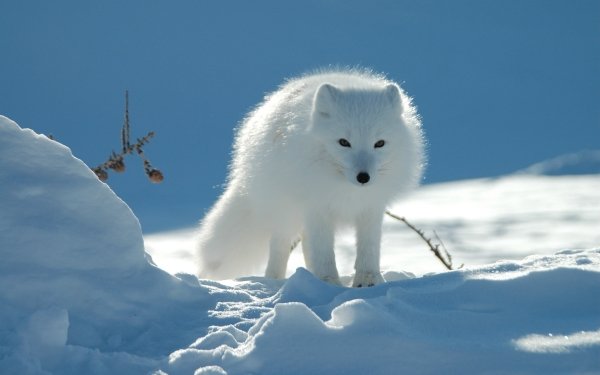 Animal Arctic Fox Dogs Snow Winter HD Wallpaper | Background Image