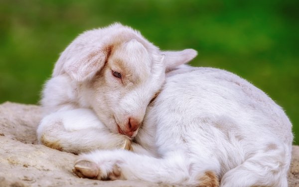 Animal Goat Baby Animal Lying Down HD Wallpaper | Background Image