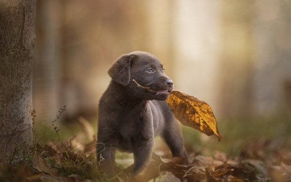 Animal Labrador Retriever Dogs Dog Baby Animal Puppy HD Wallpaper | Background Image
