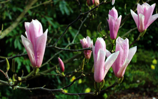 nature magnolia HD Desktop Wallpaper | Background Image