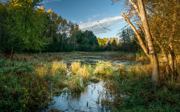 nature pond HD Desktop Wallpaper | Background Image