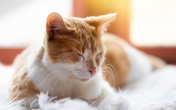 Animal Cat Sleeping HD Wallpaper | Background Image