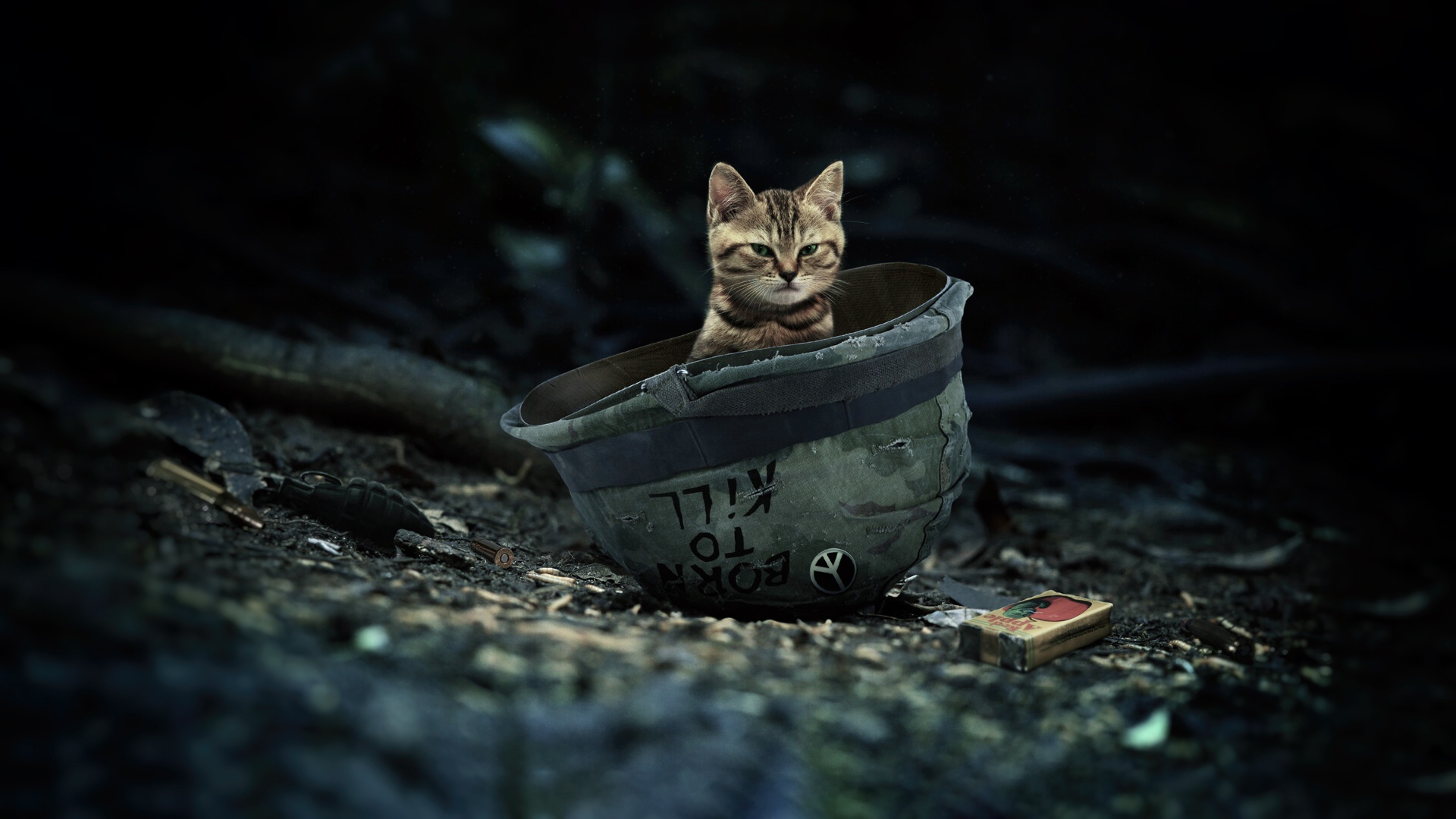 Animal Cat HD Wallpaper | Background Image