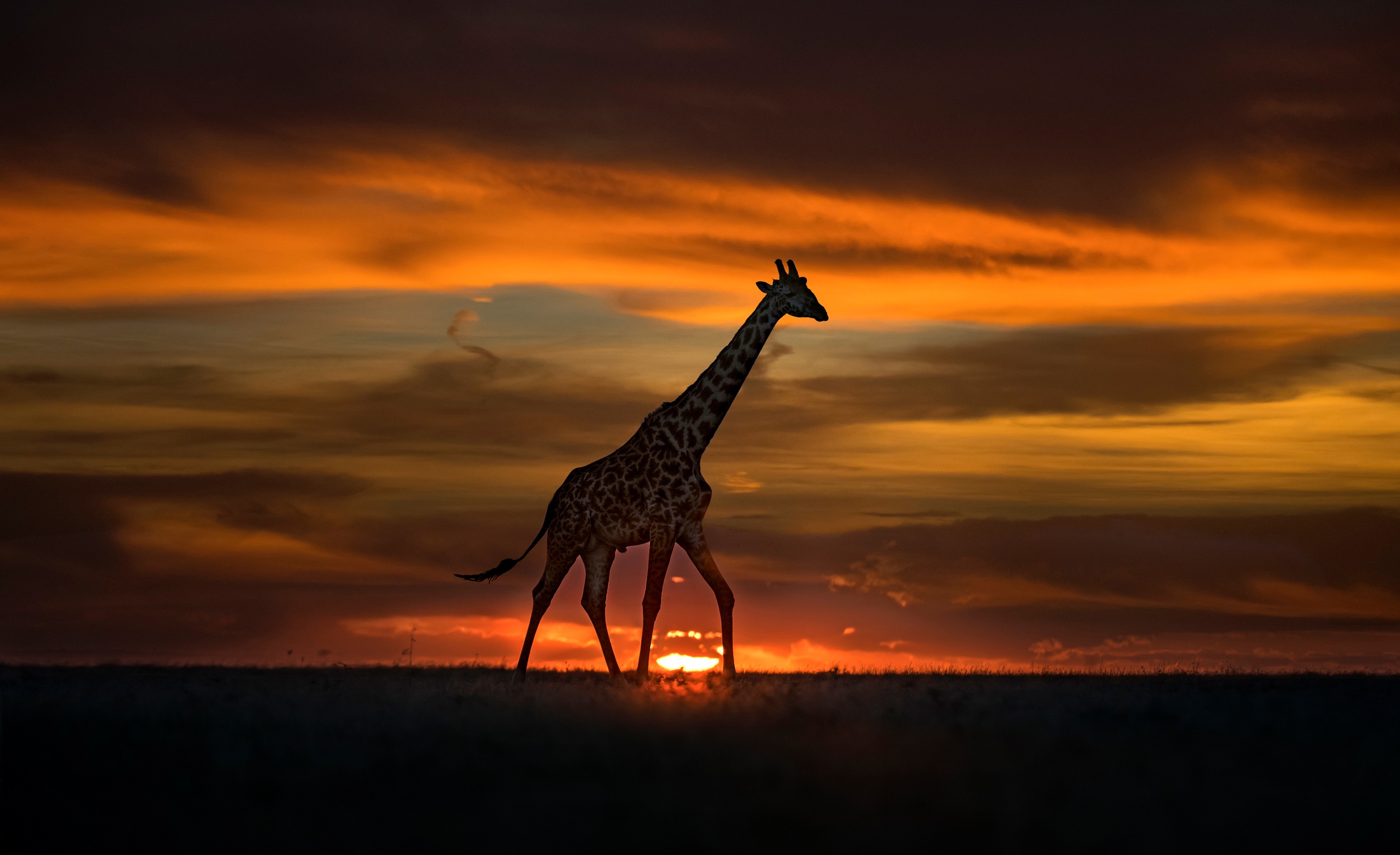 Download Sunset Animal Giraffe HD Wallpaper   1012001 