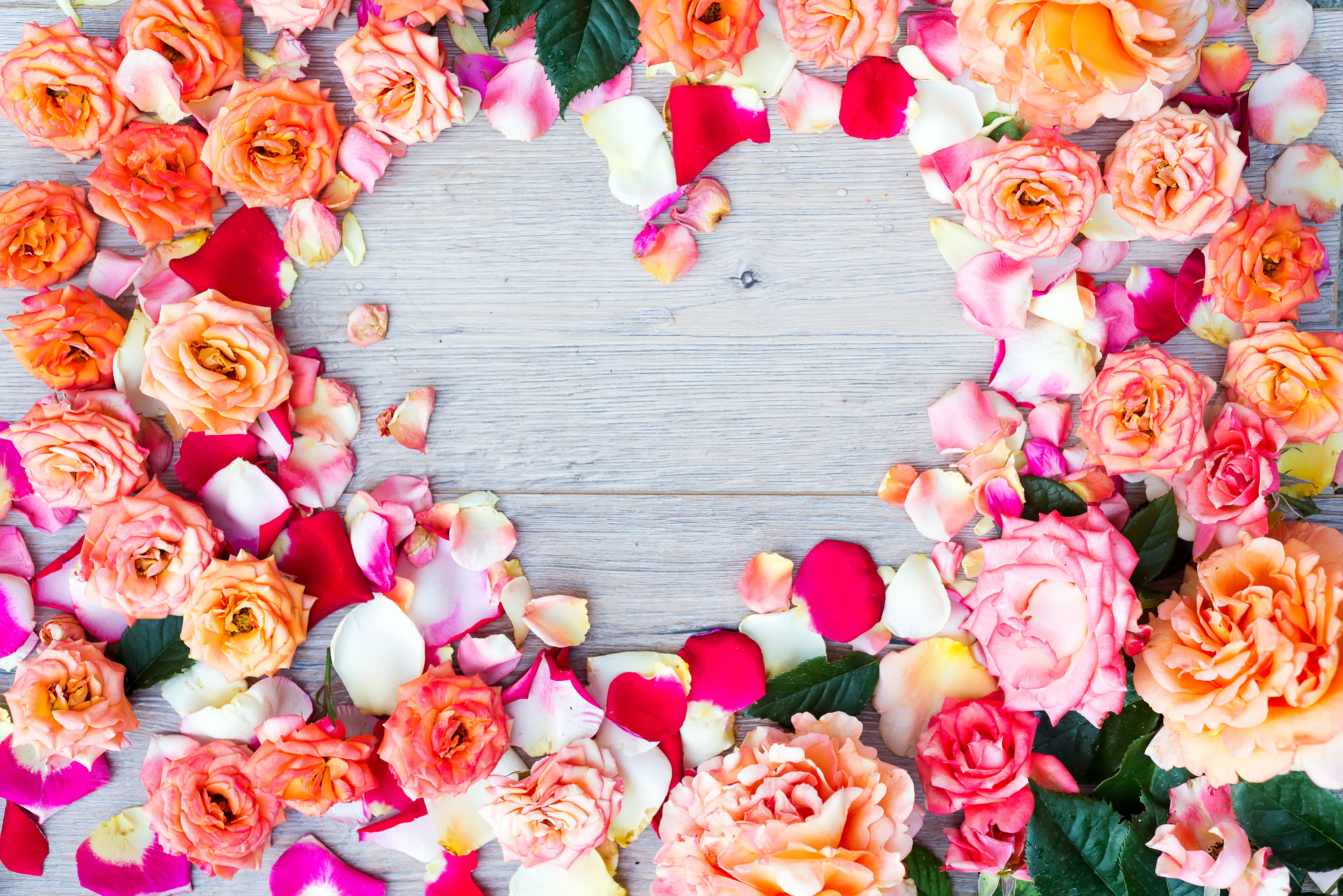 Free photo: Orange rose - Bloom, Flower, Love - Free Download - Jooinn