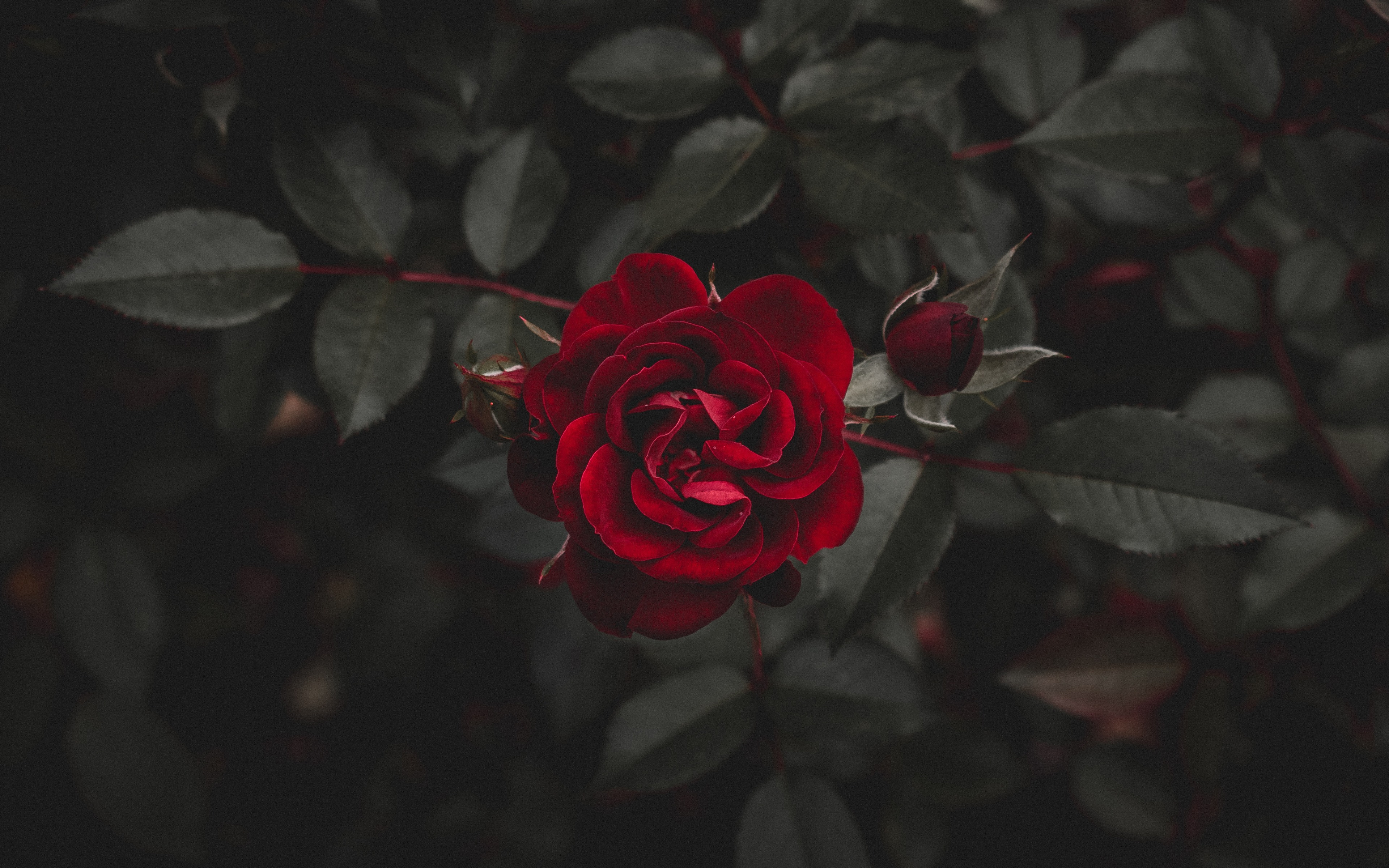 Red Rose Wallpaper 68 pictures