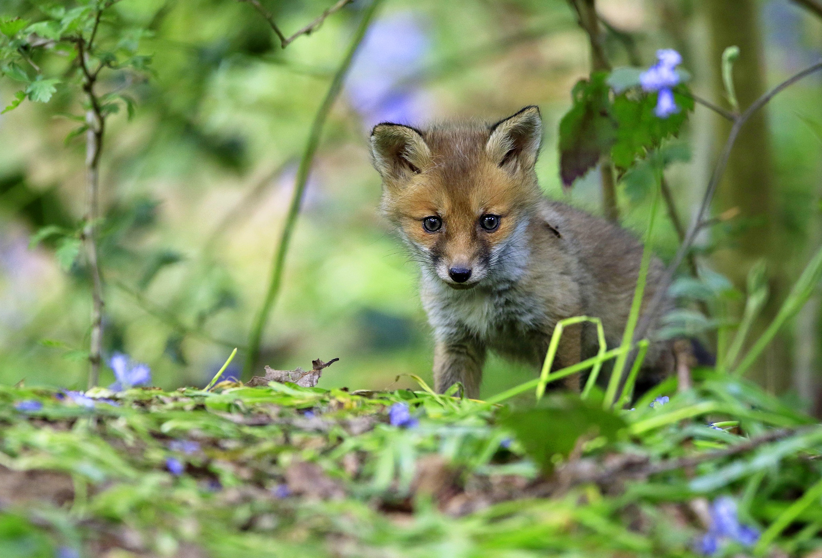 Бейби фокс зеленый. Милые лисята. Малютка Лисенок. Лиса обои. Baby Fox зеленый.