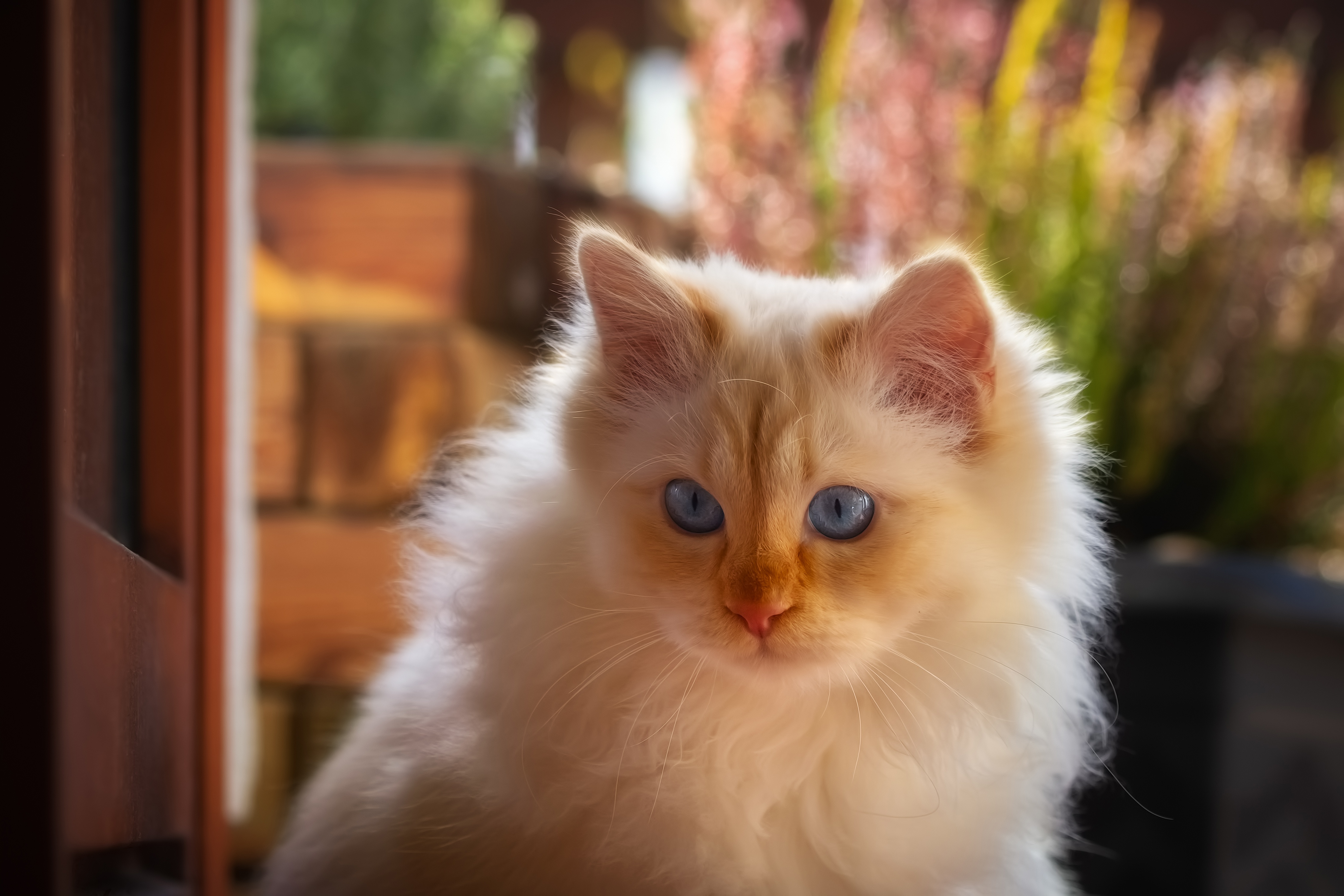 Желтая Кошка Фото
