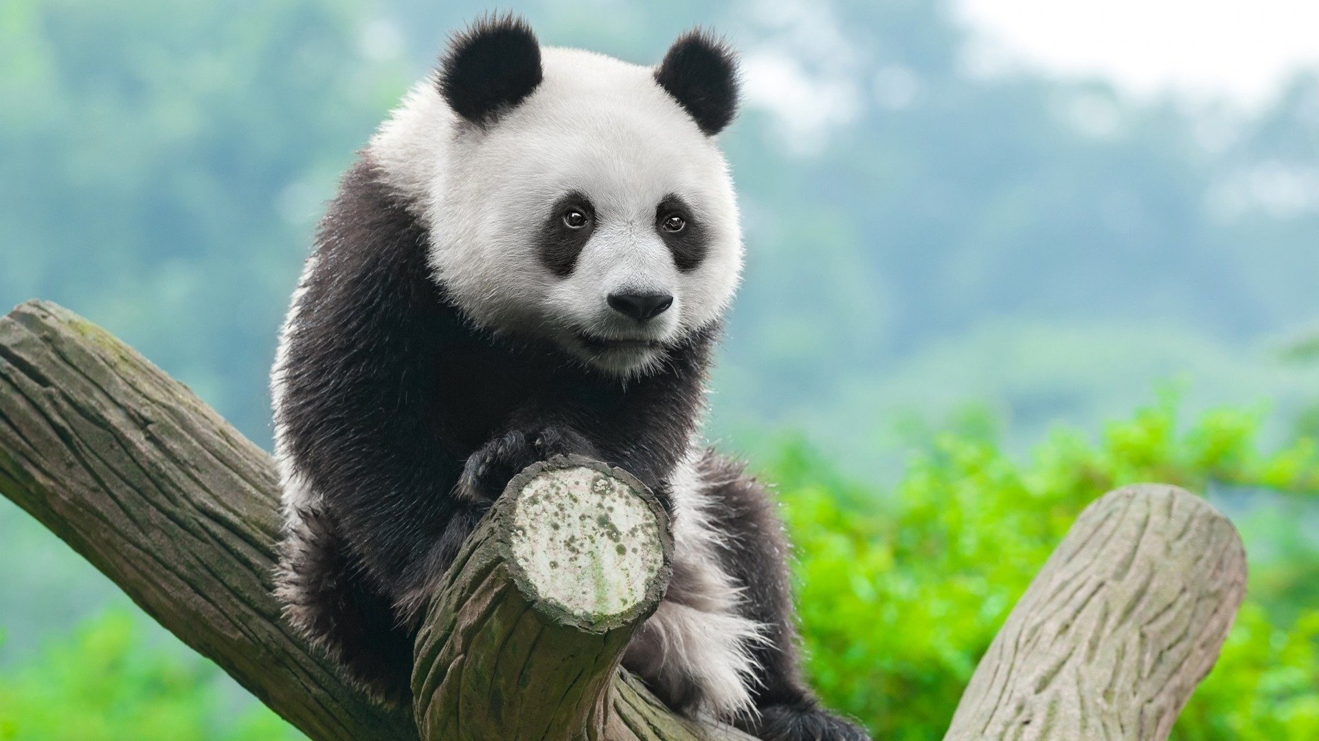 Giant Panda