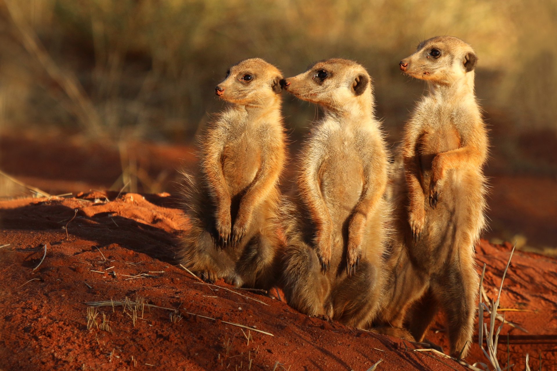 Animal — three meerkats stand alert on red soil at sunset; 2K Quad HD PC desktop wallpaper and background.