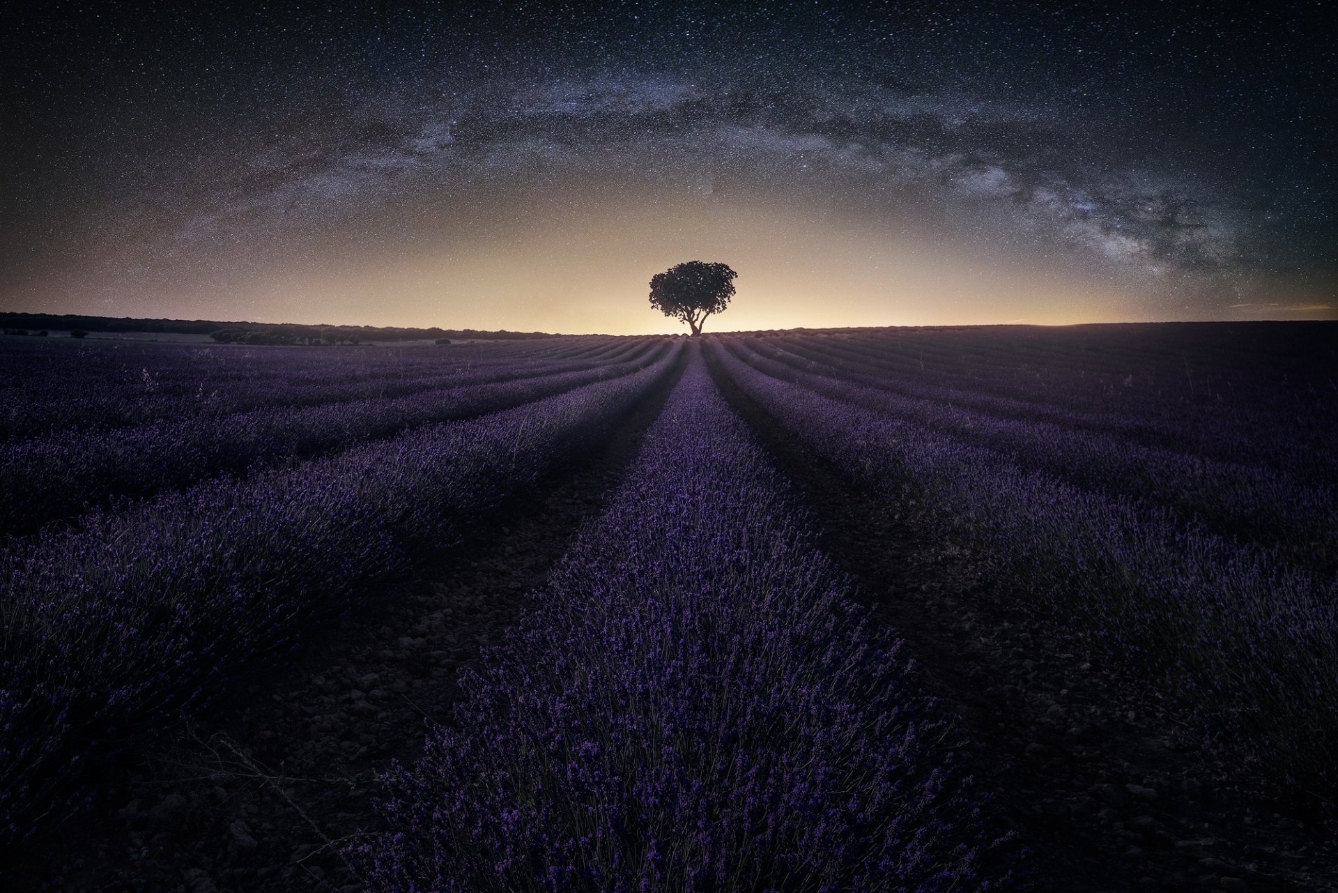 Download Starry Sky Field Purple Flower Nature Tree Night Lavender HD