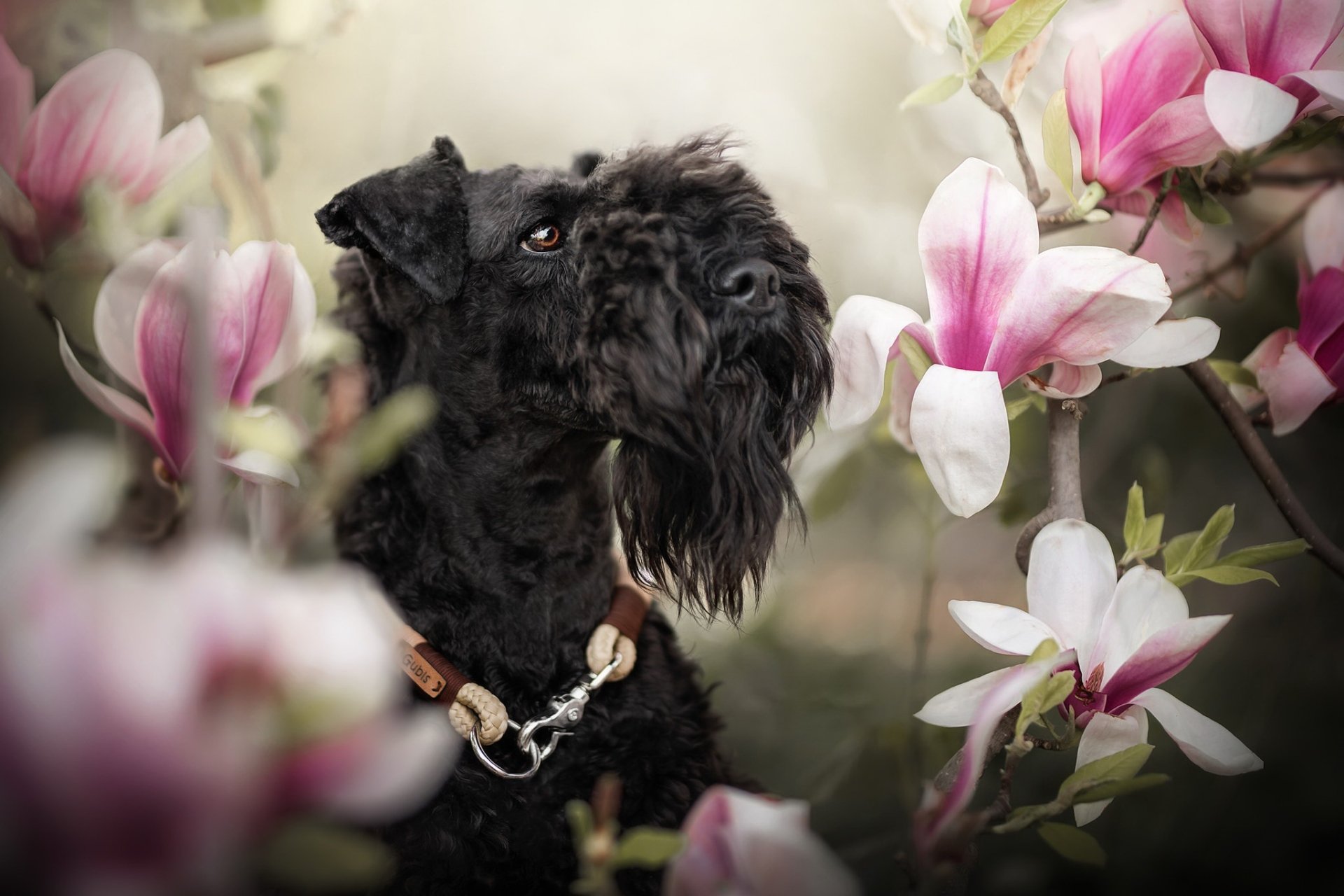 Download Flower Animal Dog HD Wallpaper | 2048x1365 | Wallpaper Abyss