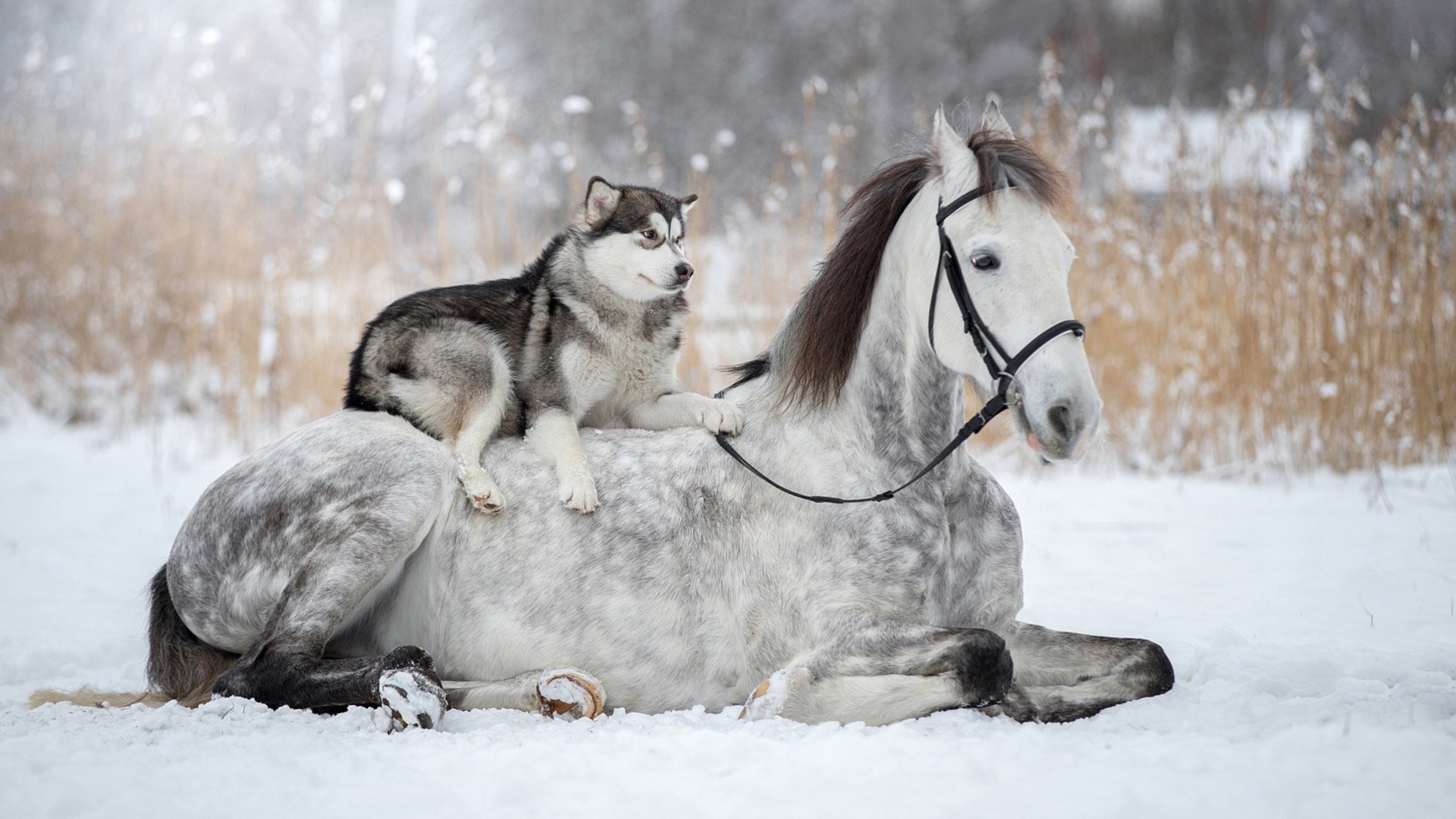 Download Husky Animal Horse HD Wallpaper