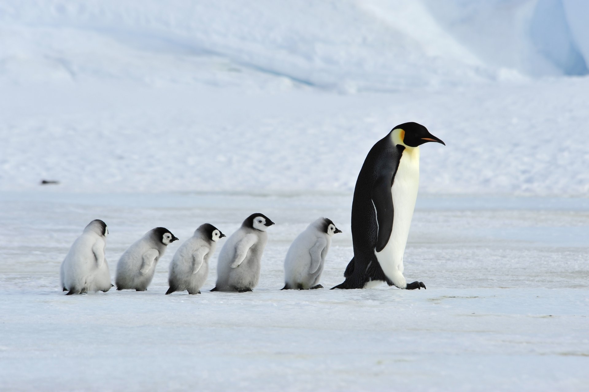 A 4K Ultra HD desktop wallpaper featuring a penguin chick leading five baby penguins across a snowy landscape.