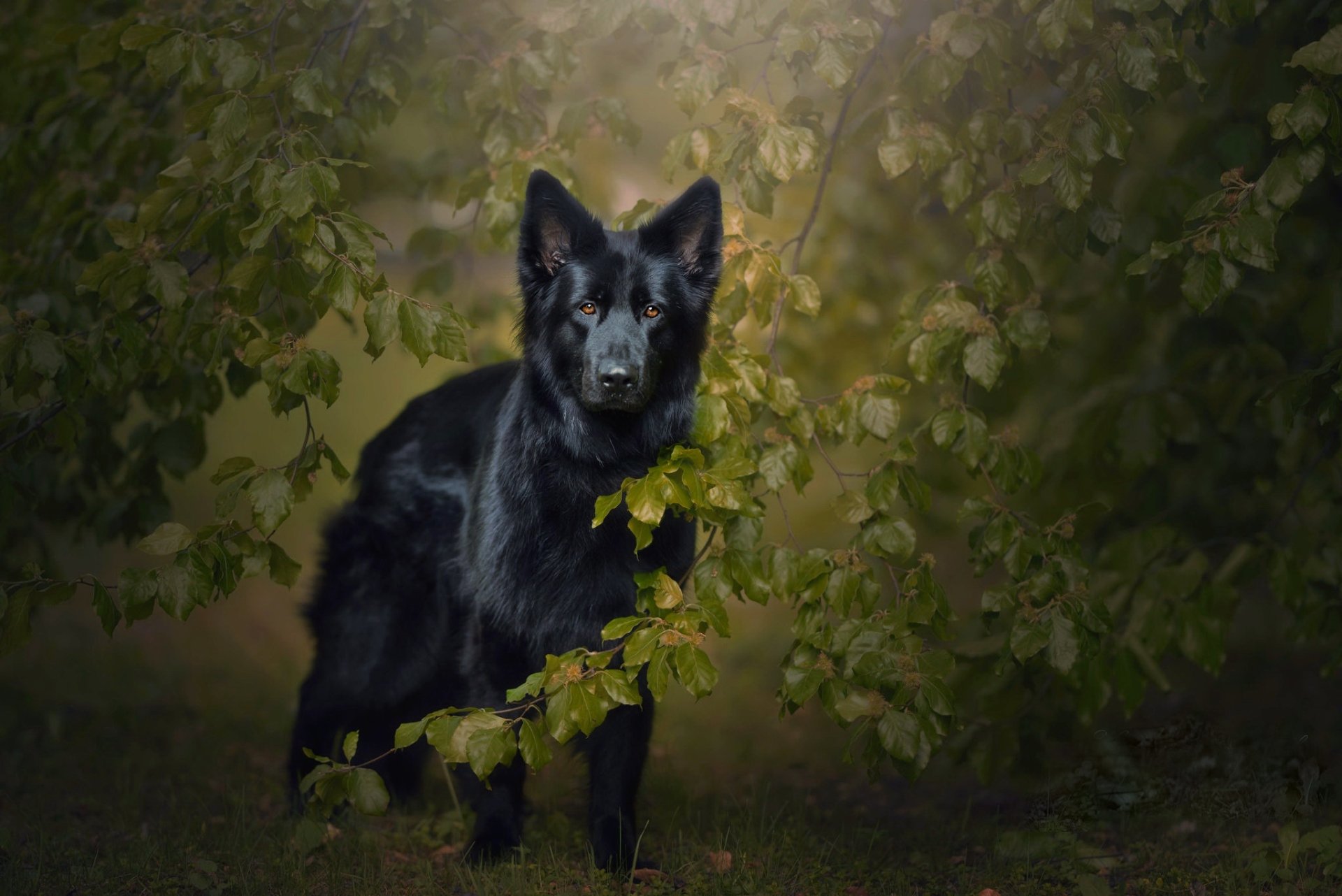HD desktop wallpaper featuring a black German Shepherd dog standing alert among green foliage in a softly lit natural setting.