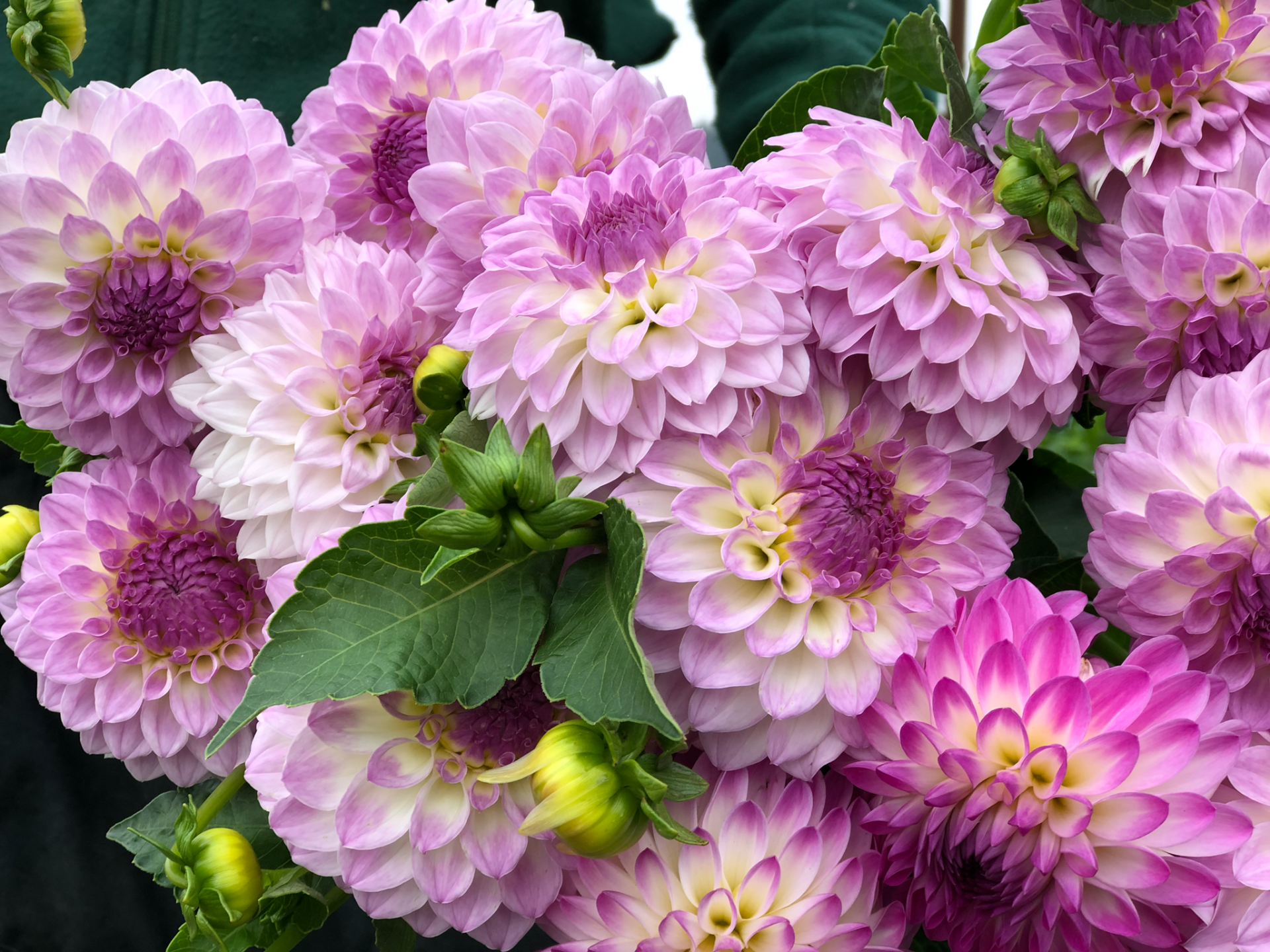 Download Flower Nature Dahlia HD Wallpaper