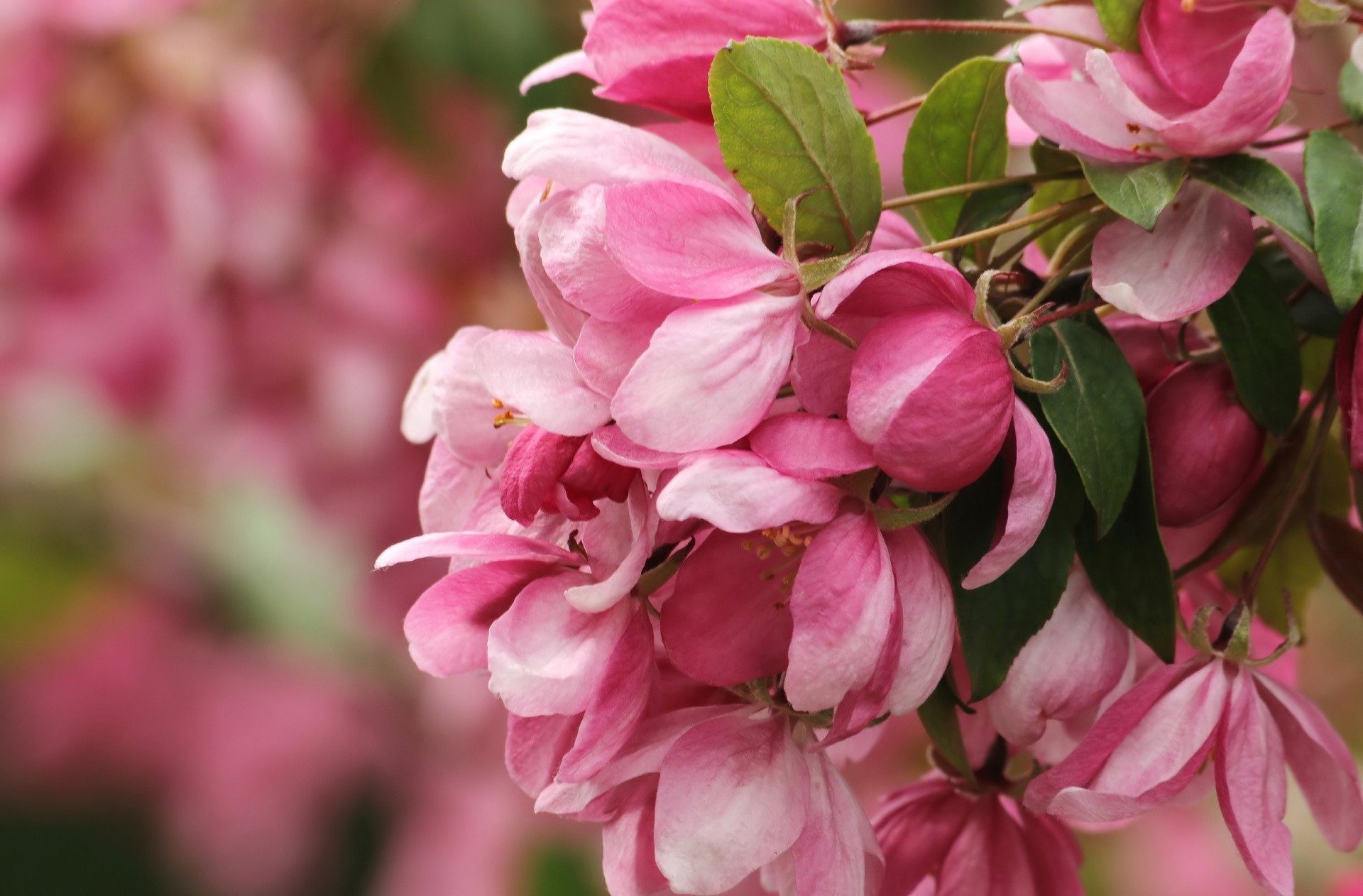 HD desktop wallpaper featuring a close-up of vibrant pink flowers with green leaves, showcasing the beauty of nature in rich detail.