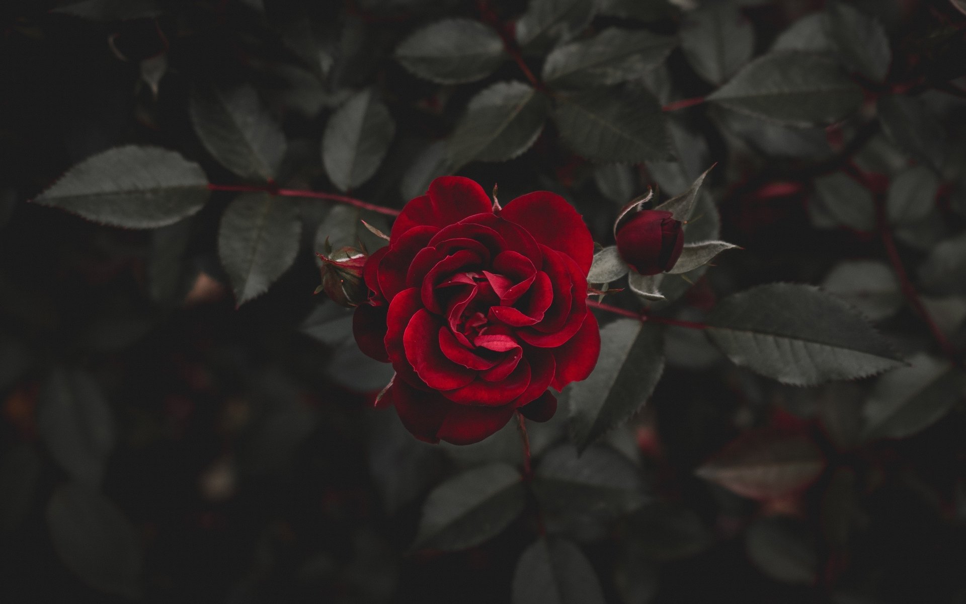 Red Roses Are Beauty 4k Ultra Hd Wallpaper Background Image