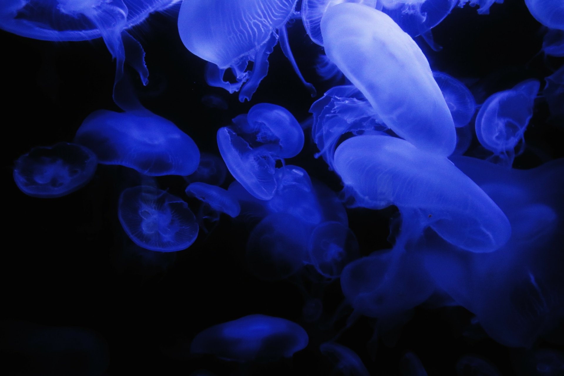 Download Sea Life Animal Jellyfish 4k Ultra HD Wallpaper