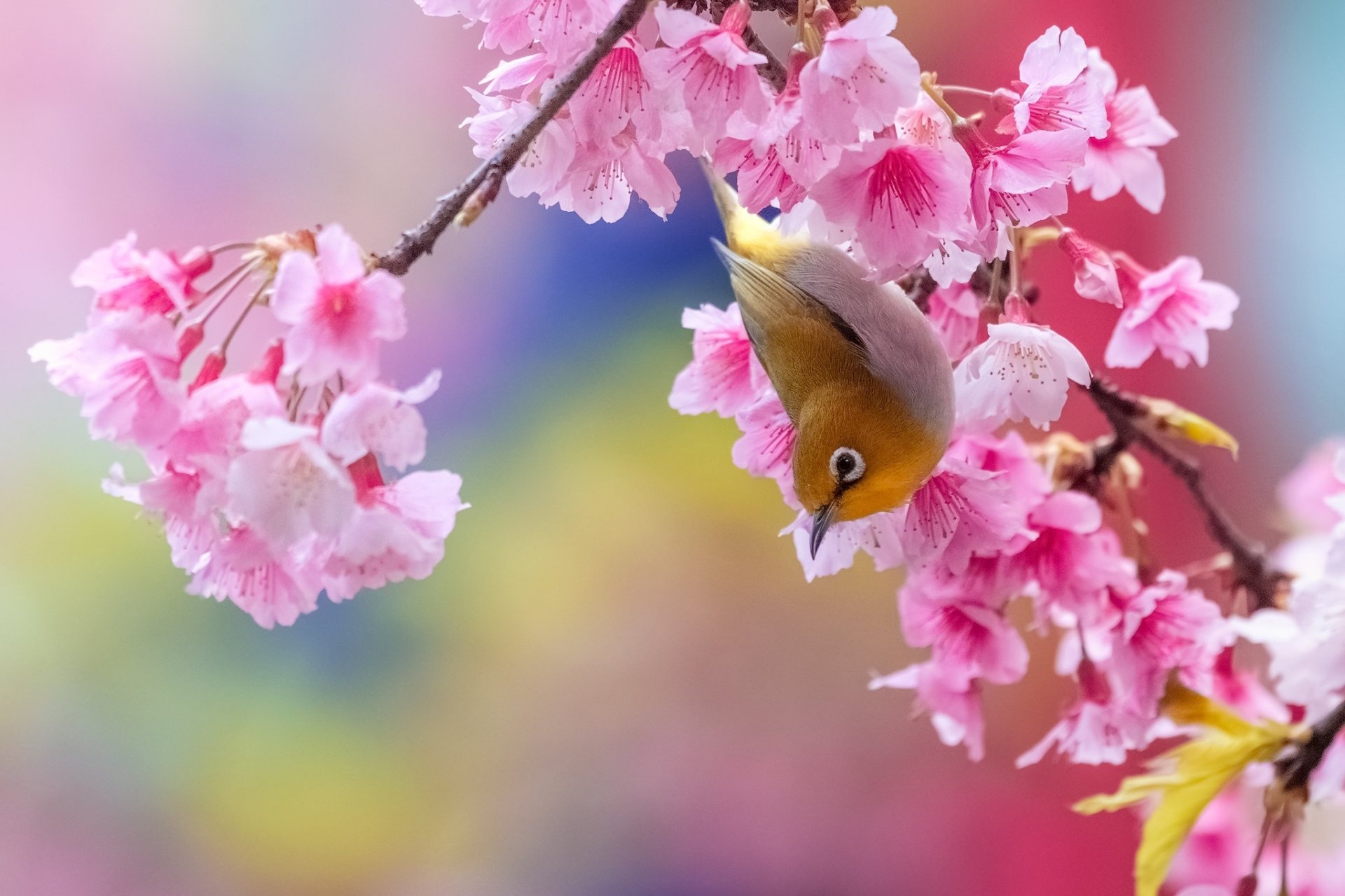 Download Pink Flower Blossom Animal White-eye HD Wallpaper