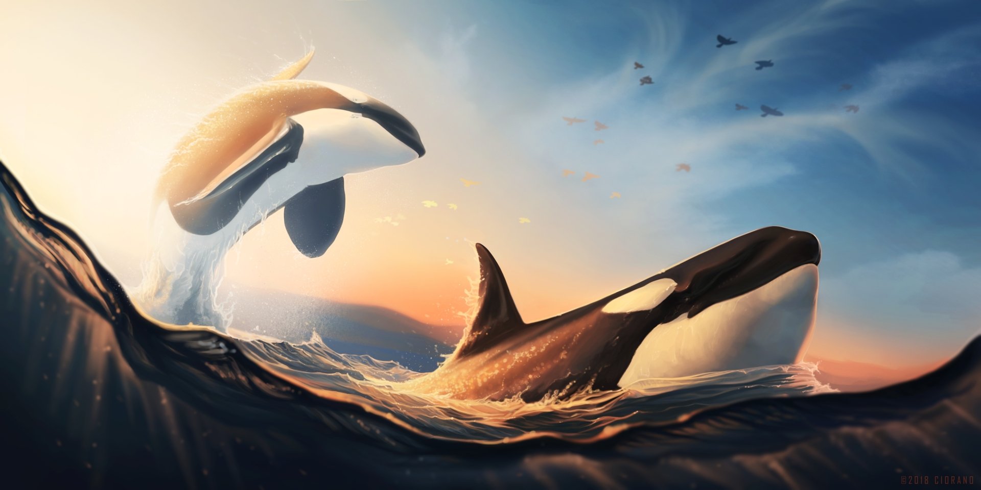 Orca HD Wallpaper | Background Image | 4000x2000 | ID:1015254