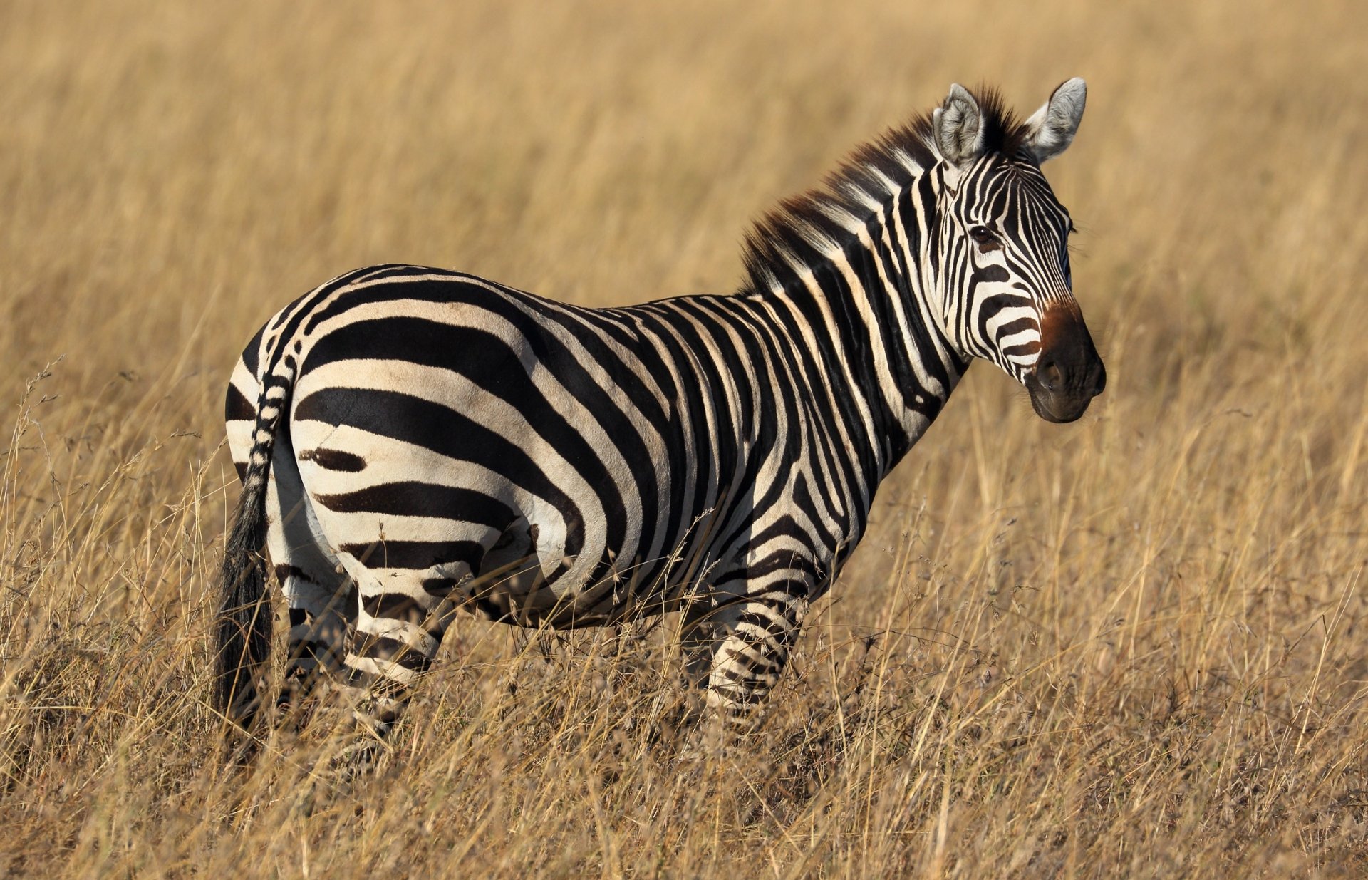 Zebra HD Duvar kağıdı Arka plan 2200x1415 ID1015456 Wallpaper