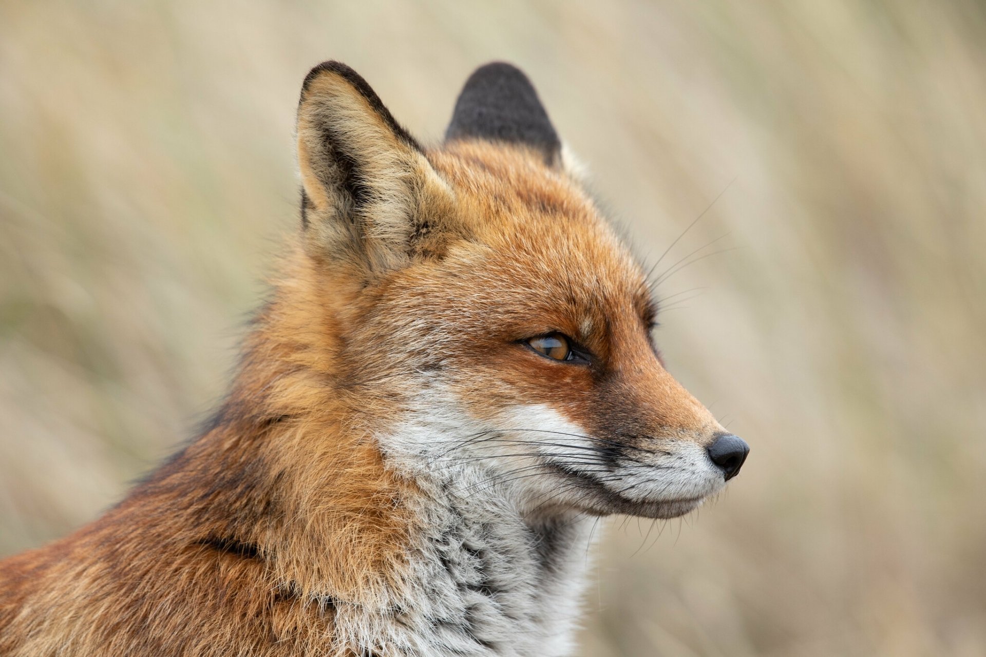 Fox HD Wallpaper | Background Image | 2048x1365 | ID:1015746 - Wallpaper Abyss  Fox HD Wallpaper | Background Image | 2048x1365... 