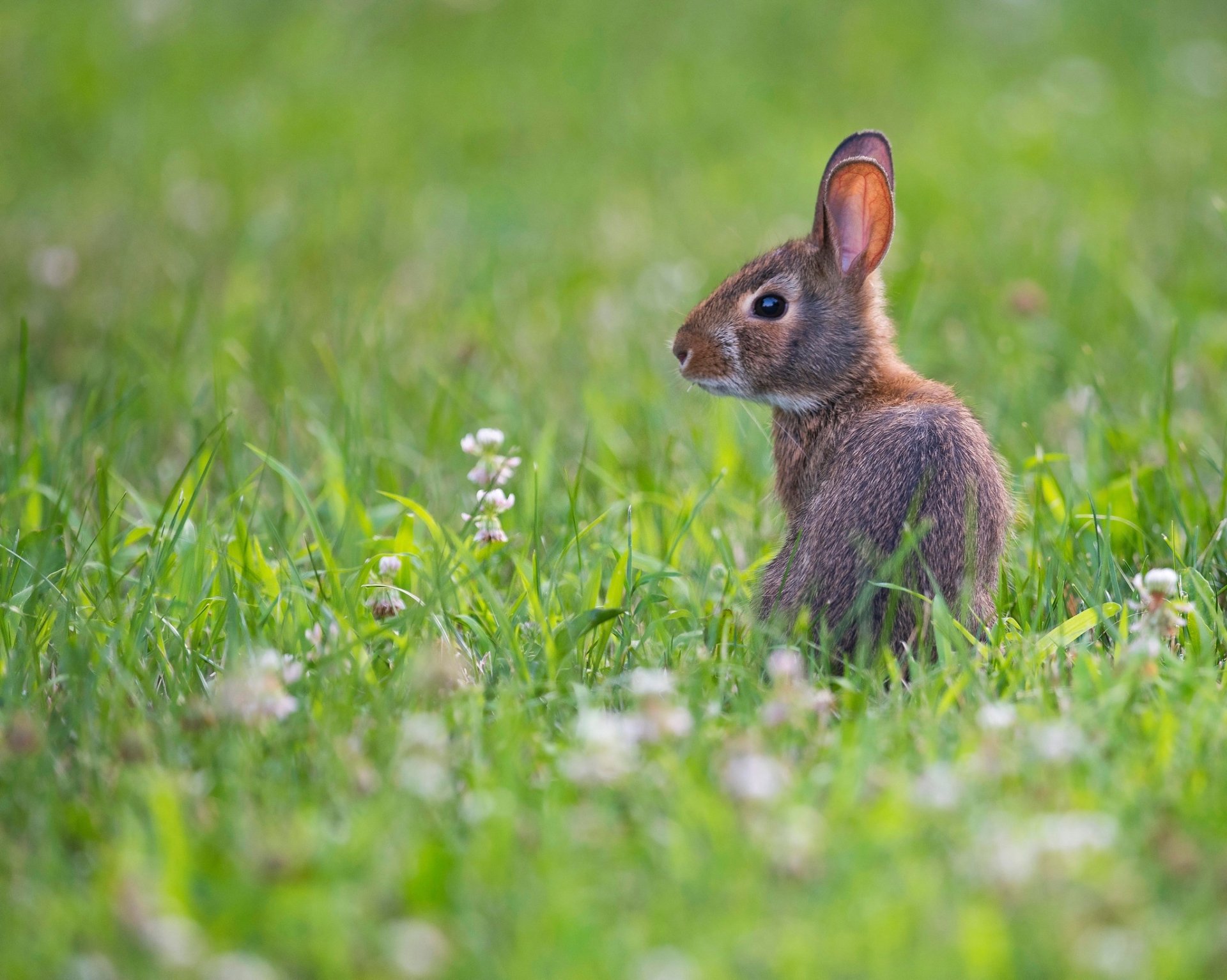 Free Animal Wallpaper Rabbit