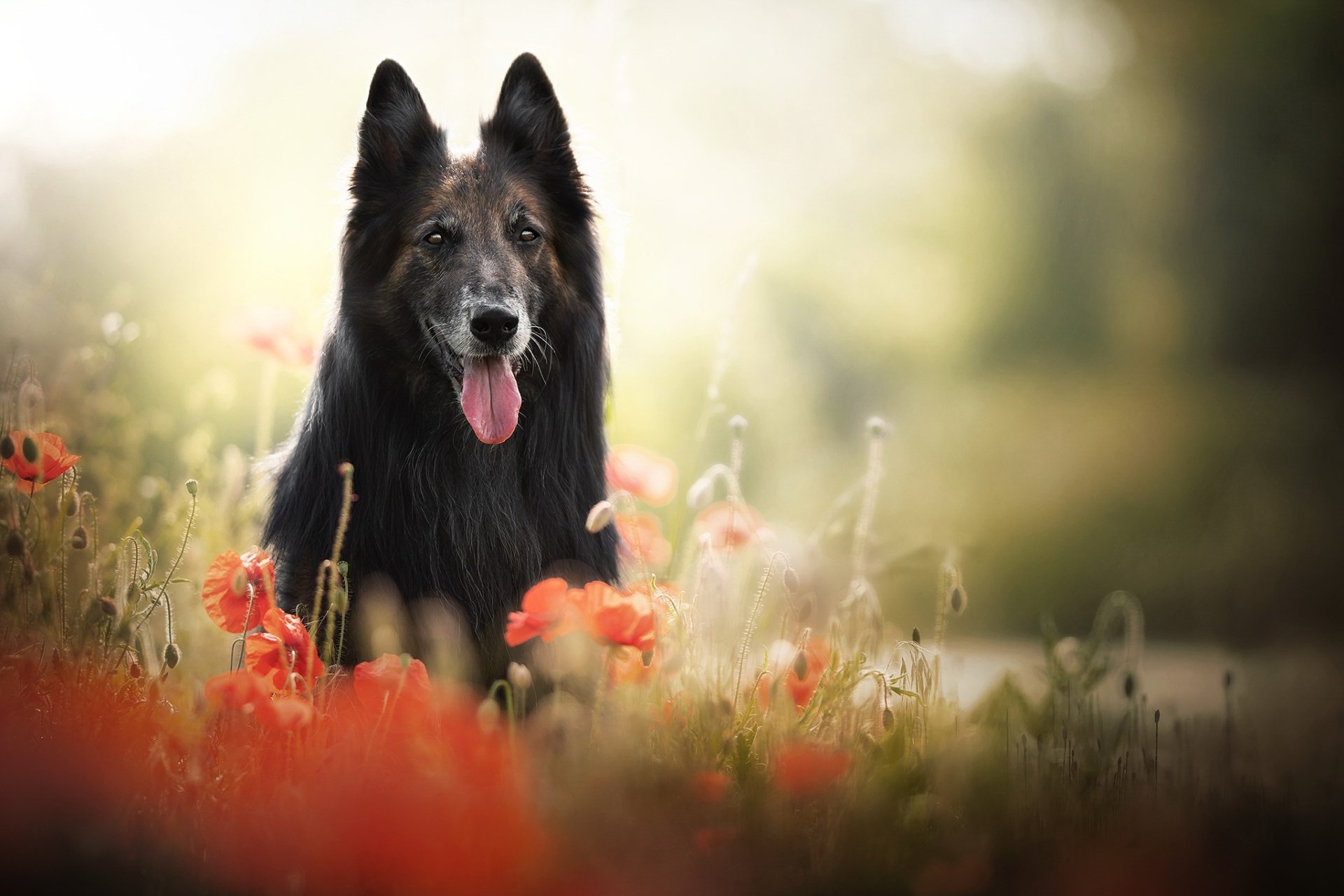 Download Poppy Animal Dog HD Wallpaper | 2048x1365 | Wallpaper Abyss