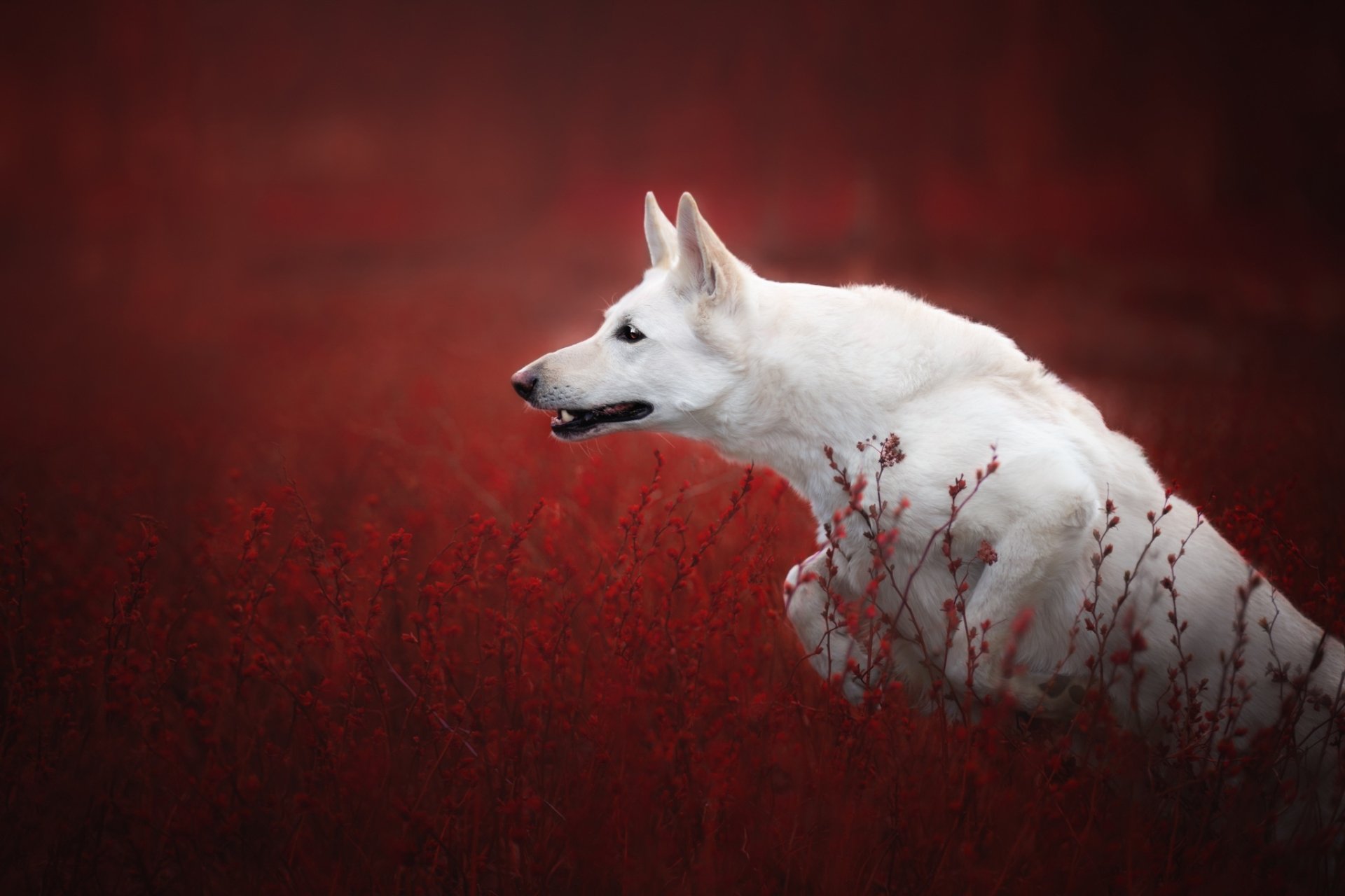 HD desktop wallpaper featuring a white Swiss Shepherd dog running through a field with red foliage, highlighting the contrast between the animal and its vivid background.