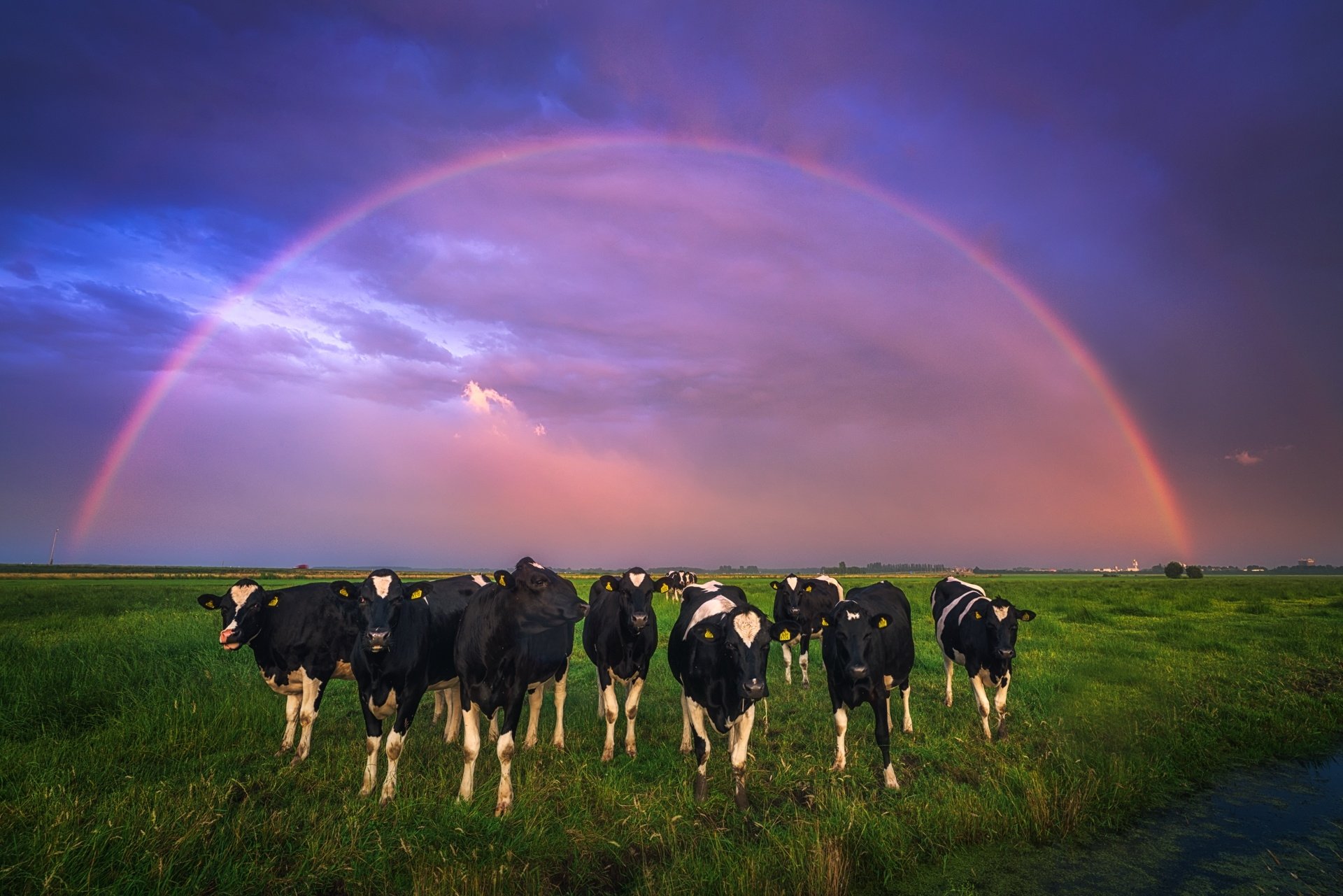 Download Rainbow Animal Cow HD Wallpaper