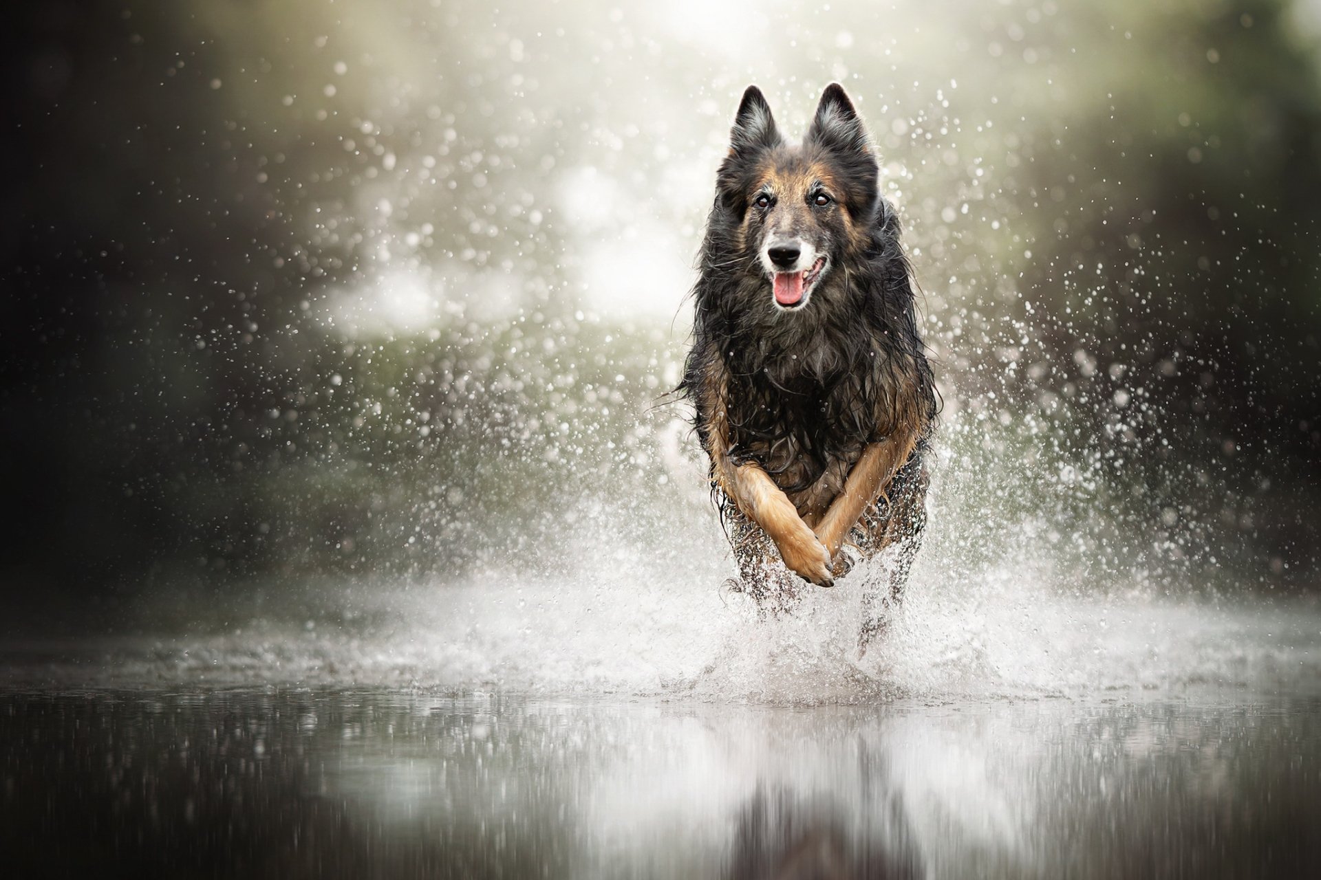 Animal German Shepherd HD Wallpaper