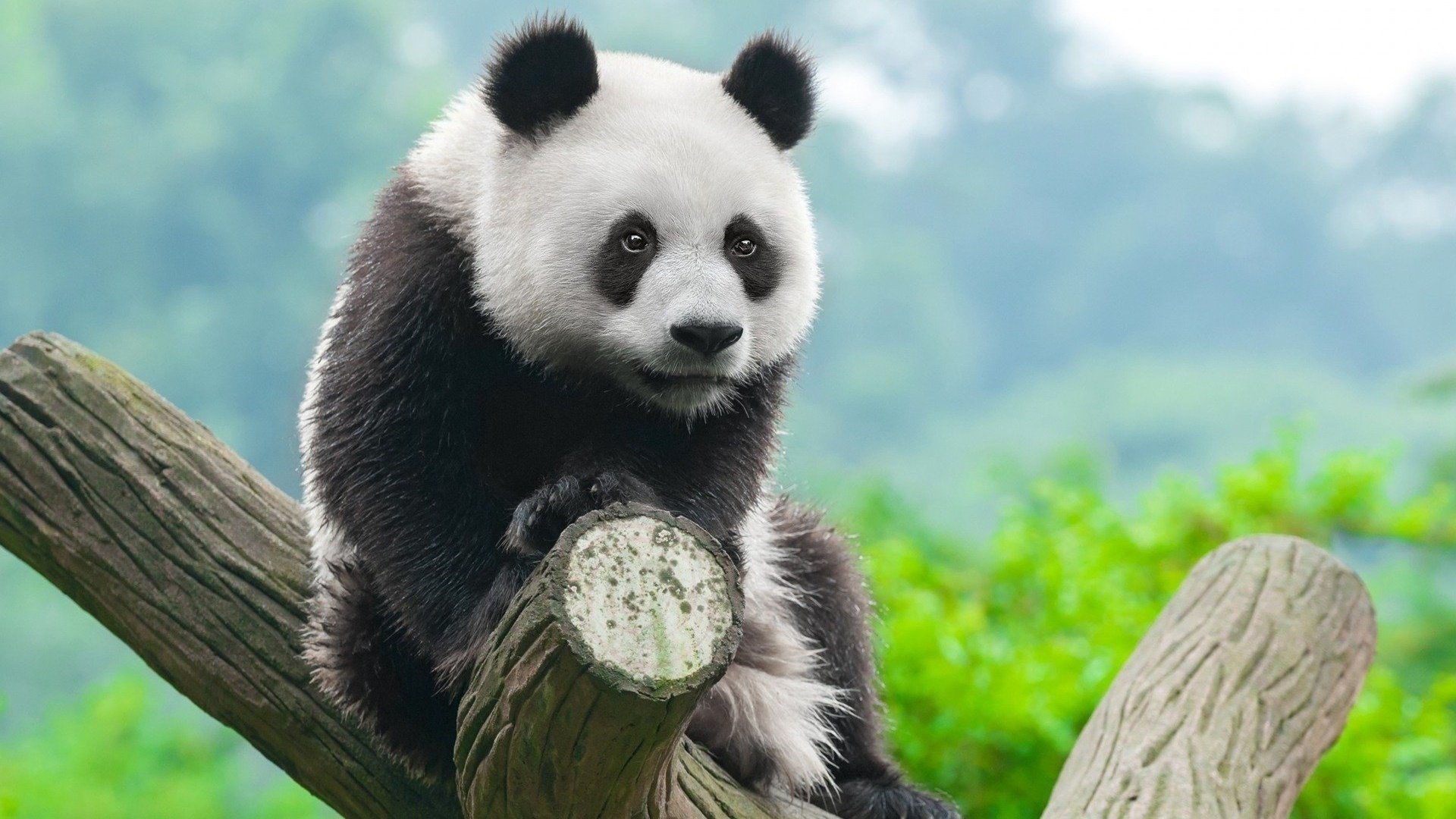  Panda  in Tree HD Wallpaper Background Image 1920x1080  