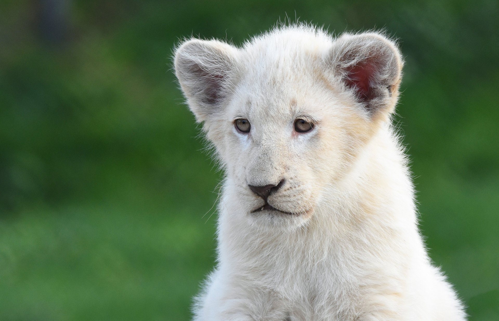 HD desktop wallpaper of a white lion cub against a blurred green background, showcasing the baby animal's curious expression and soft fur.