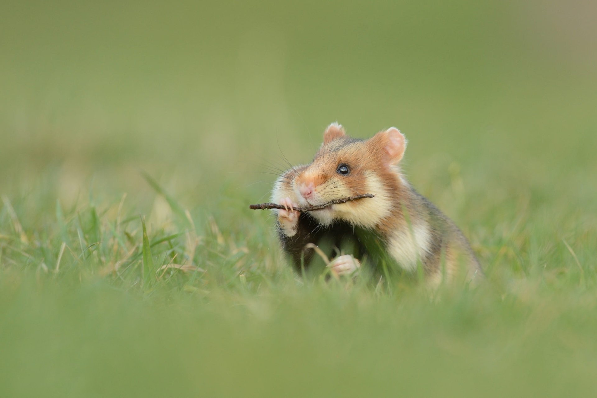 Animal Hamster HD Wallpaper