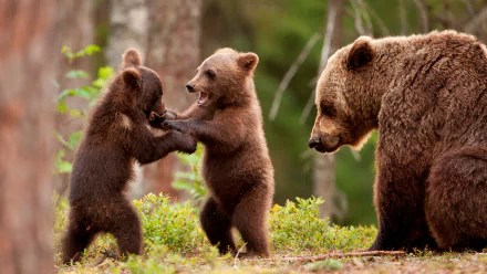  Bear Cubs Fighting