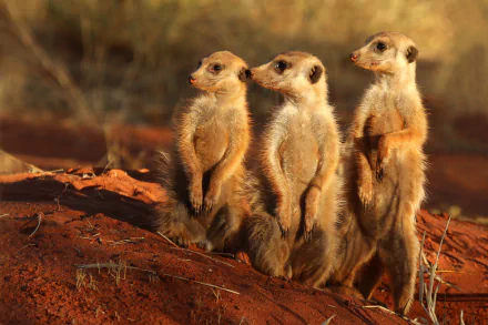 Animal — three meerkats stand alert on red soil at sunset; 2K Quad HD PC desktop wallpaper and background.