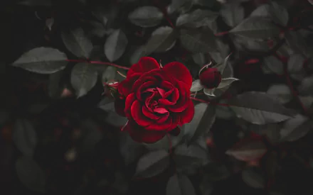 A vivid red rose in full bloom with surrounding buds and dark green leaves, captured in stunning 4K Ultra HD detail for a nature-themed desktop wallpaper.