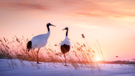 bird Animal Red-crowned Crane Crane (bird) HD Desktop Wallpaper | Background Image
