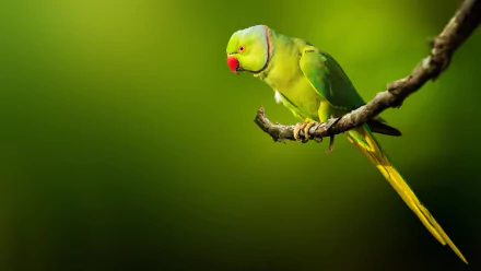 Rose-ringed parakeet perched on a branch against a vibrant green background, captured in high definition as a PC desktop wallpaper and background.