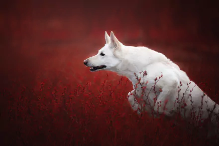 HD desktop wallpaper featuring a white Swiss Shepherd dog running through a field with red foliage, highlighting the contrast between the animal and its vivid background.