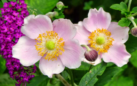 Pink Anemones