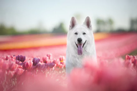 flower tulip depth of field dog Animal swiss shepherd HD Desktop Wallpaper | Background Image