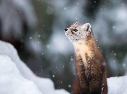 snowfall Animal marten HD Desktop Wallpaper | Background Image